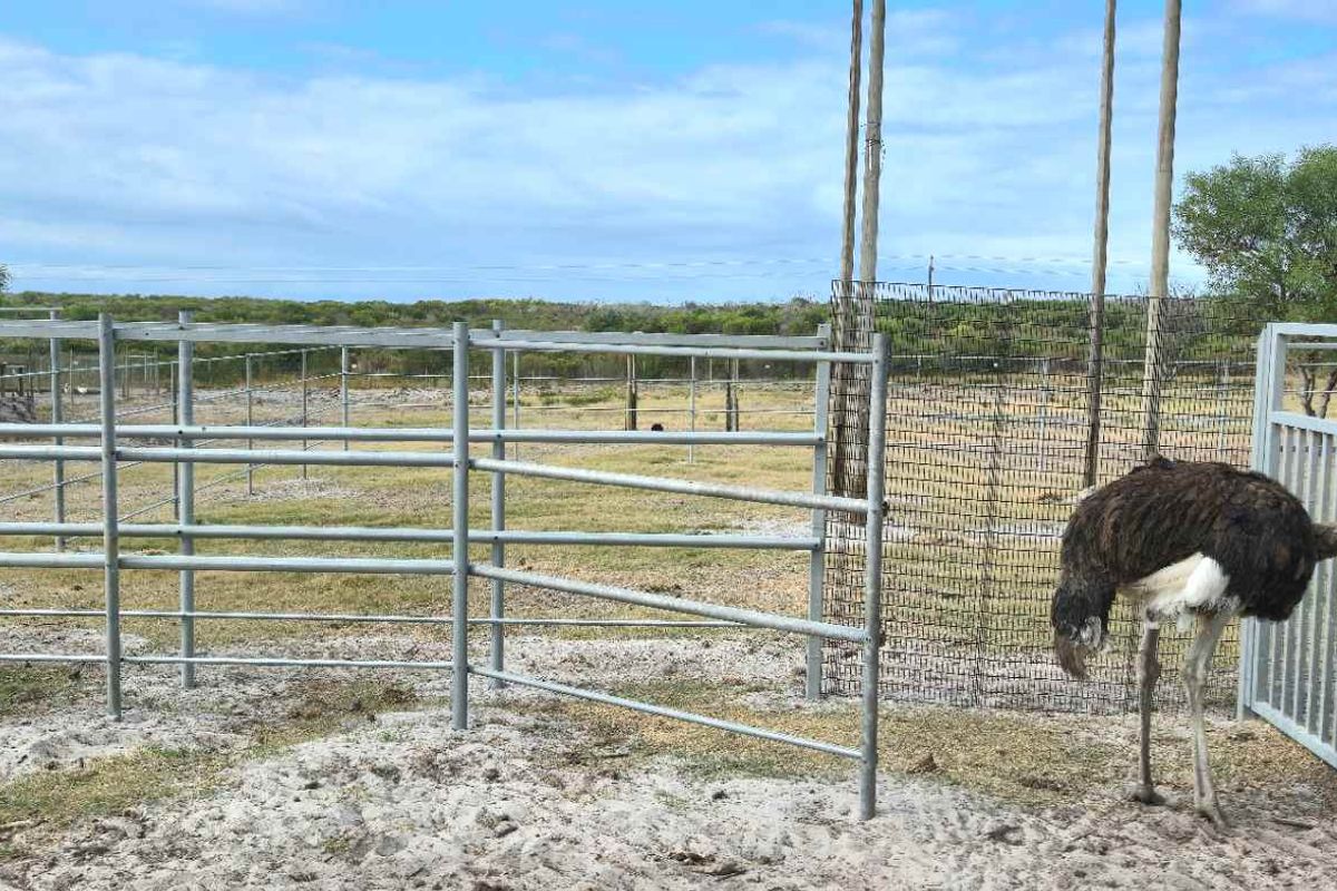 Kamba Farm – An Exceptional Opportunity in Franskraal, Western Cape - Photo 3