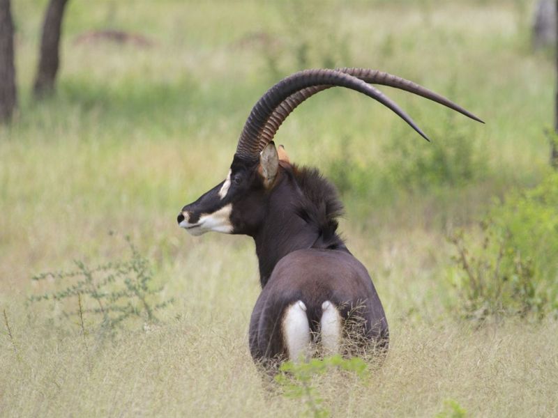 Top Game Breeding Farm for Sale - Photo 6