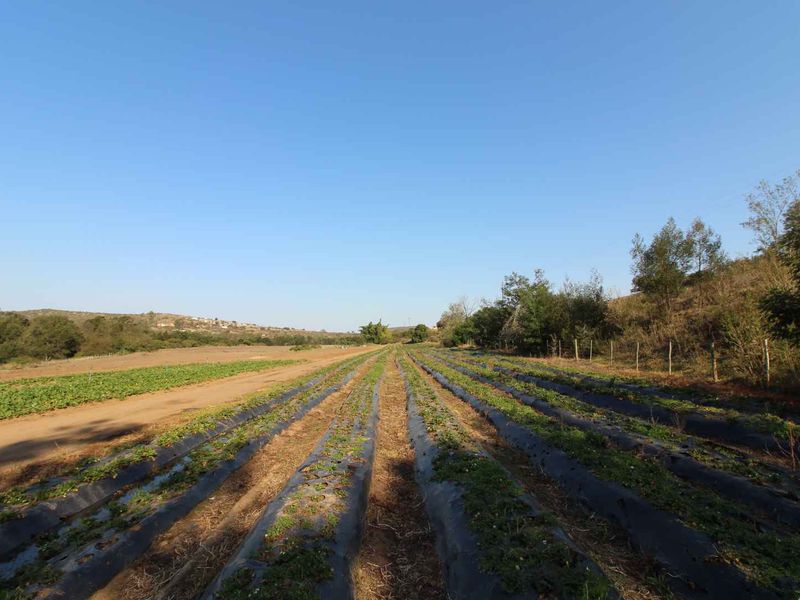 Farm 13 km from Hartenbos - Photo 10