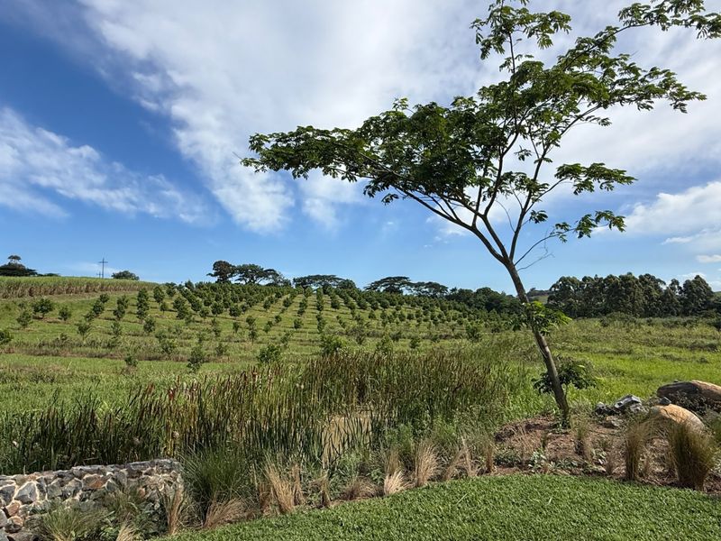 A scenic view of a well-maintained orchard and natural pond, featuring a stone retaining wall in the foreground.