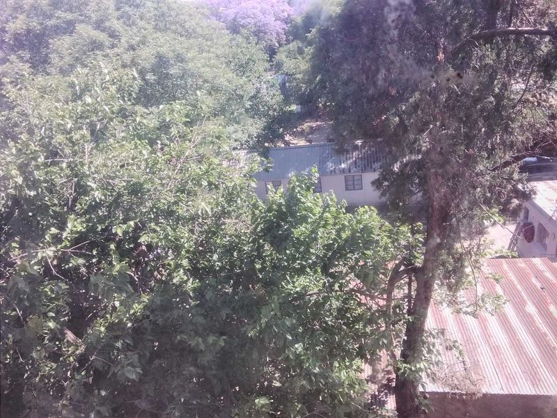 An elevated view looking out over mature trees and surrounding residential rooftops.