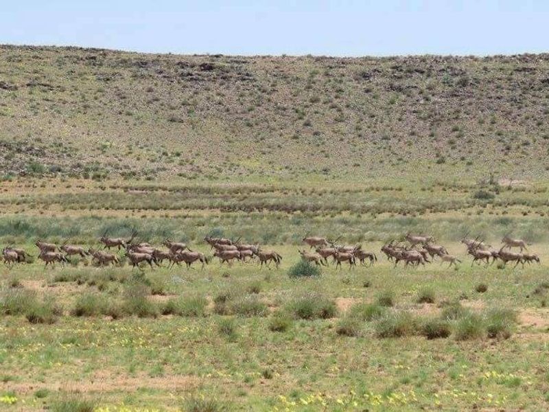 GAME FARM FOR SALE IN NOORDOEWER DISTRICT: - Photo 9