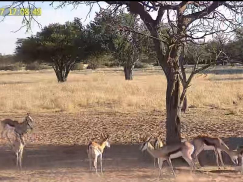A natural outdoor landscape area featuring indigenous trees and dry veld vegetation, typical of a rural small holding environment.