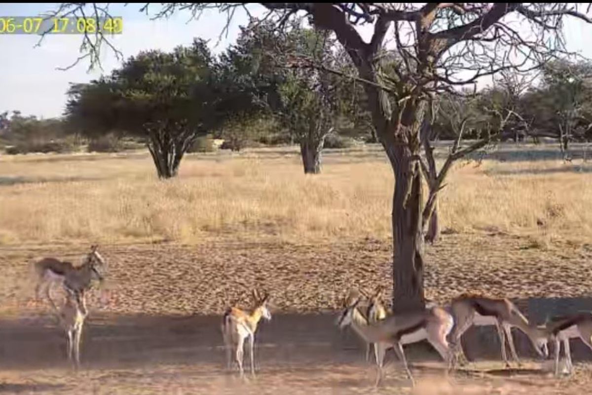A natural outdoor landscape area featuring indigenous trees and dry veld vegetation, typical of a rural small holding environment.