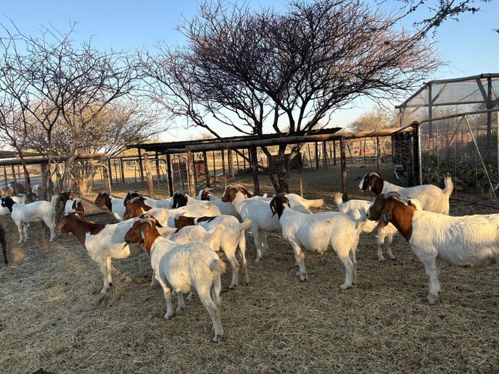 Property #2492326, Farm For Sale in Grootfontein Central