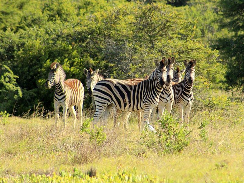 Vacant land in Wildlife Estate - Photo 8