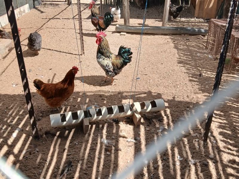 An outdoor utility enclosure featuring wire mesh fencing, reed screening, and metal support posts, currently utilized as a chicken coop.