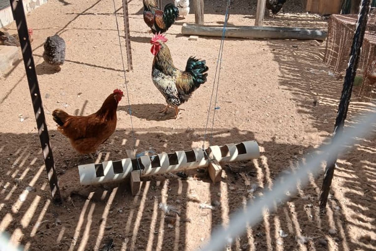 An outdoor utility enclosure featuring wire mesh fencing, reed screening, and metal support posts, currently utilized as a chicken coop.