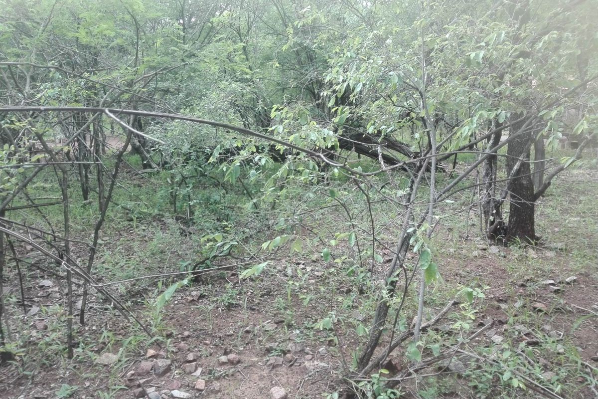 A view of a densely wooded vacant residential plot featuring natural vegetation and mature trees.