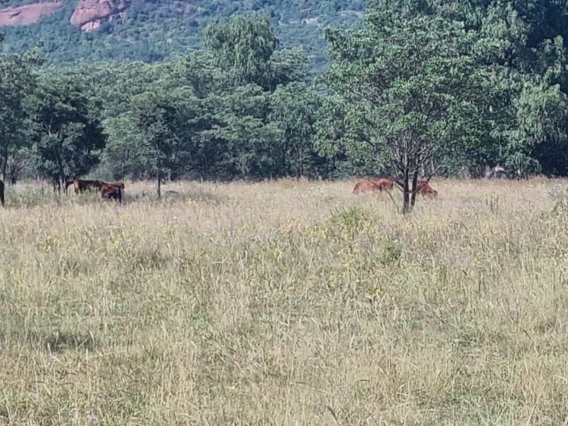 Vacant Land De Tweedespruit Cullinan - Photo 2