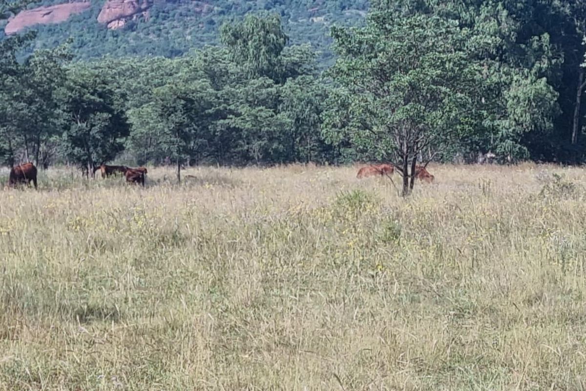 Vacant Land De Tweedespruit Cullinan - Photo 2