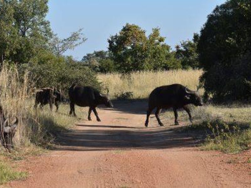MODJAJI AT MABULA!  BIG FIVE COUNTRY! - Photo 9