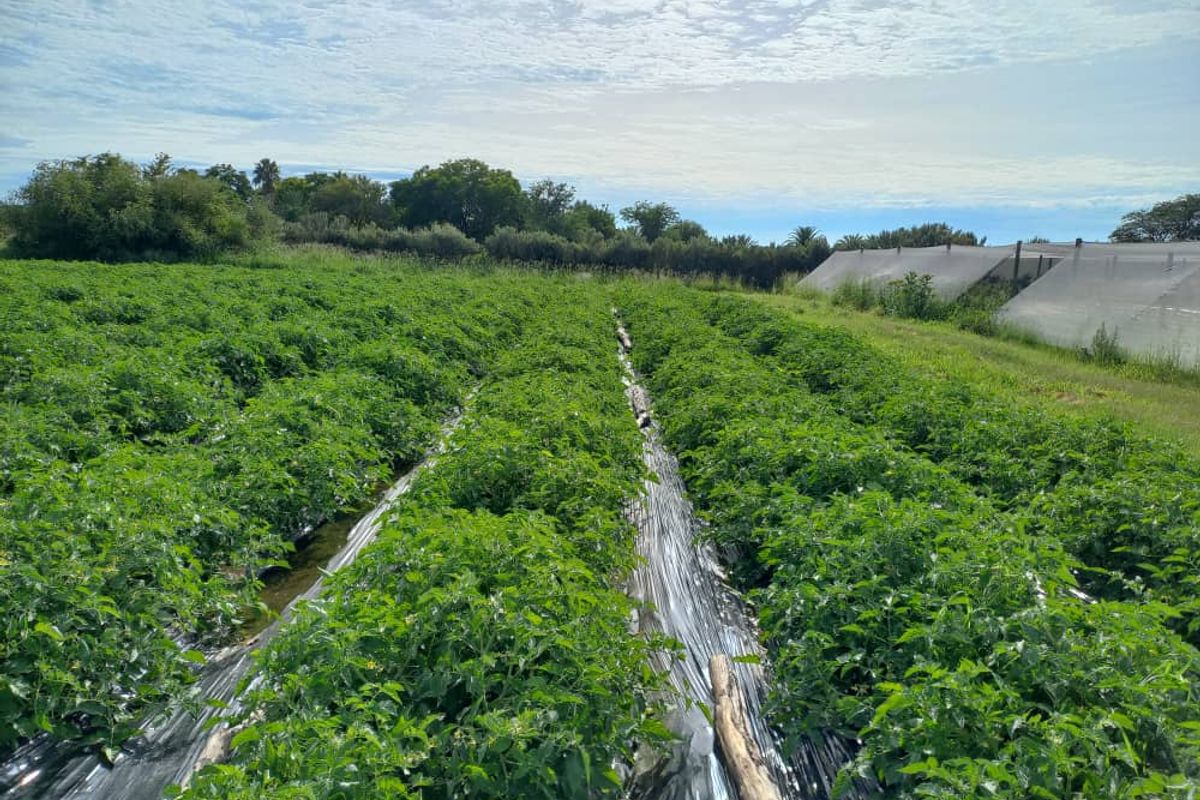 Irrigation Small Holding For Sale in Tsumeb Area - Photo 3