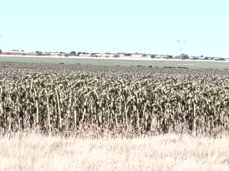 IRRIGATION FARM. 20 BORHOLES. SEVEN IRRIGATION TOWERS. CATTLE FARM - Photo 9