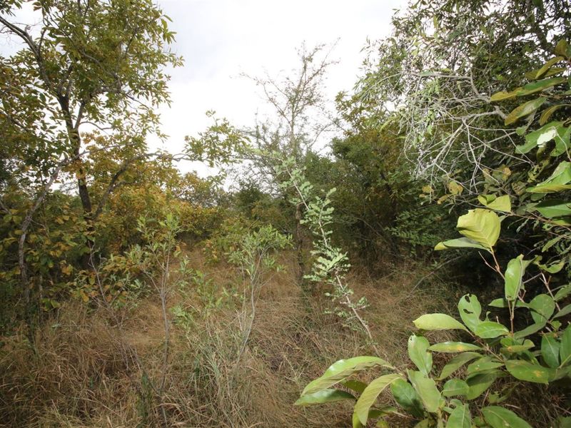 Vacant Land in MODITLO NATURE RESERVE - Photo 10