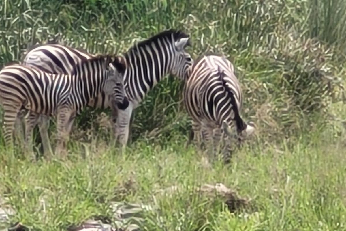 Embrace Tranquility - Prime Stand - Photo 5