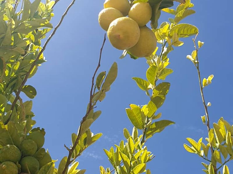 Plot with fruit trees for sale - Usakos - Photo 2