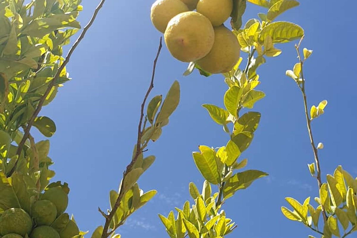 Plot with fruit trees for sale - Usakos - Photo 2