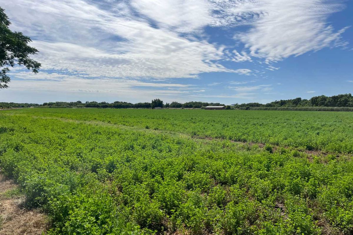 Prime 26 ha Agricultural Property plus 1.5ha building plot for Sale - Photo 4