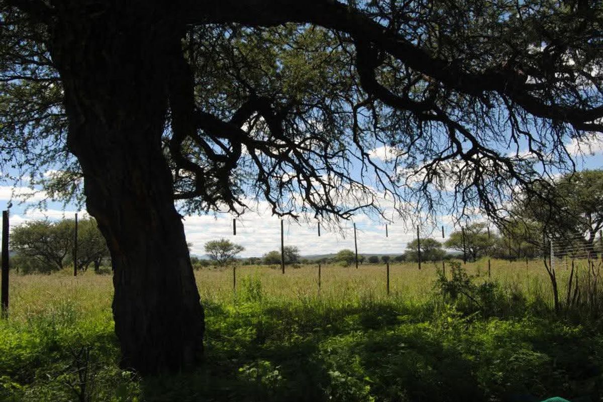 Two Spacious 1600 sqm Plots with Reliable Borehole Water - Photo 5