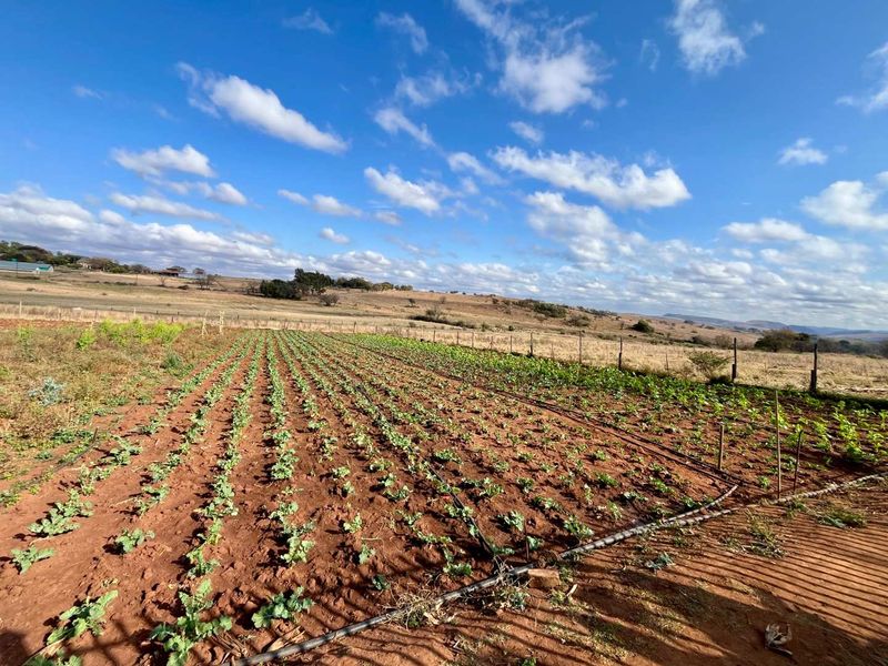 Country Living Meets City Convenience: Exceptional Mnandi Smallholding - Photo 6