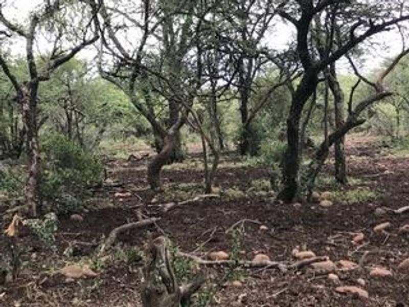 **A Rare Opportunity to Own a Piece of Paradise in Buffelsdrift Game Reserve** - Photo 7