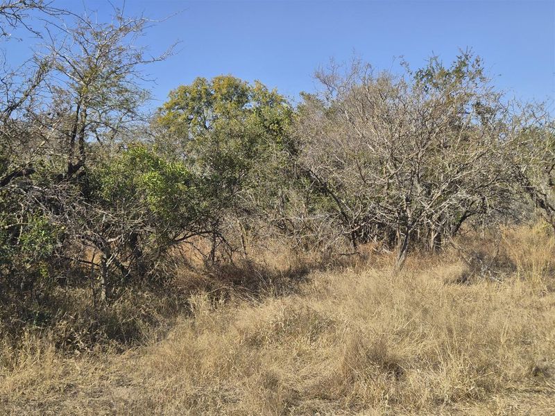 A view of the natural, undeveloped landscape featuring native trees and dry grass on the residential vacant land plot.