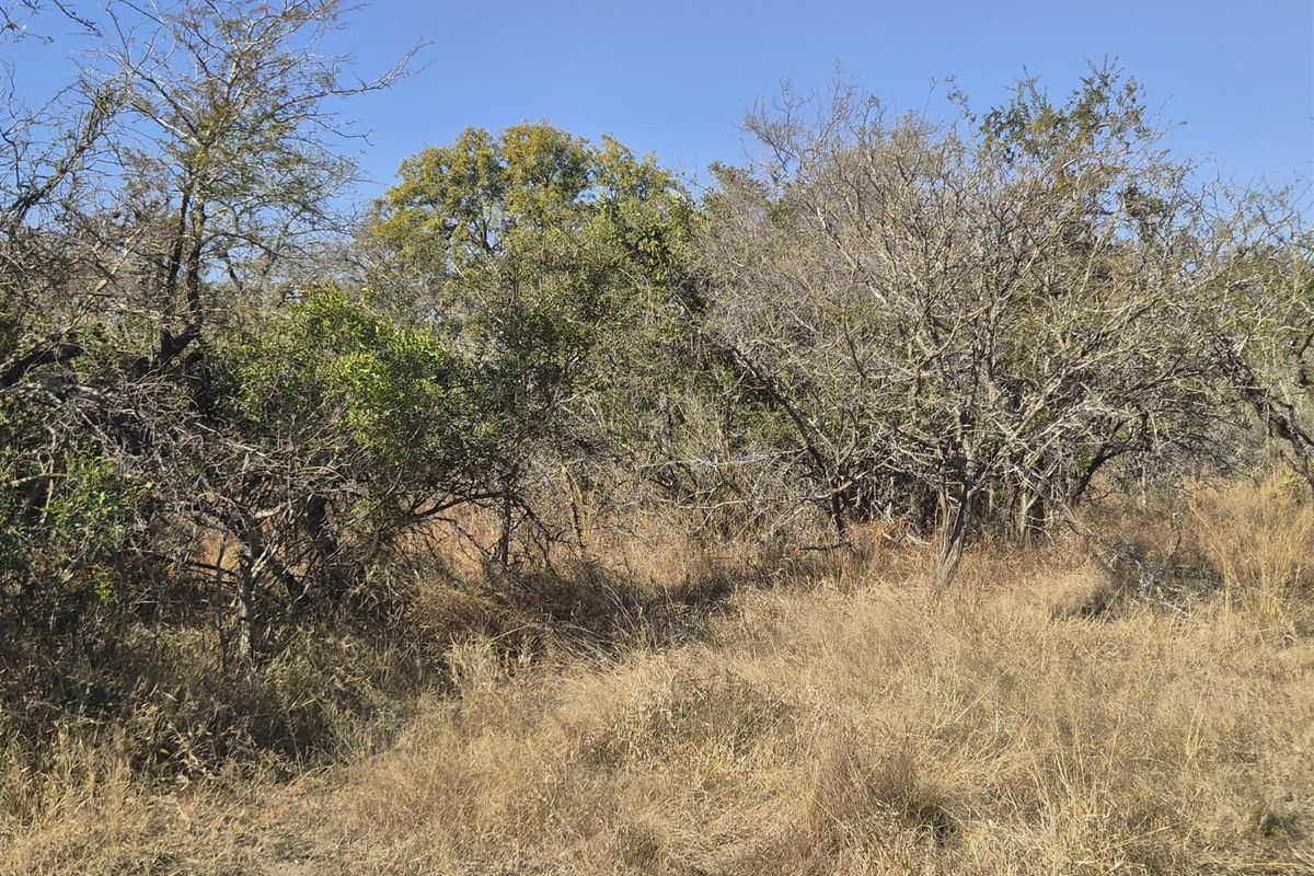 A view of the natural, undeveloped landscape featuring native trees and dry grass on the residential vacant land plot.