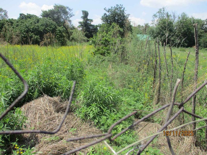 A view of an overgrown vacant residential plot featuring dense vegetation and damaged wire mesh fencing.