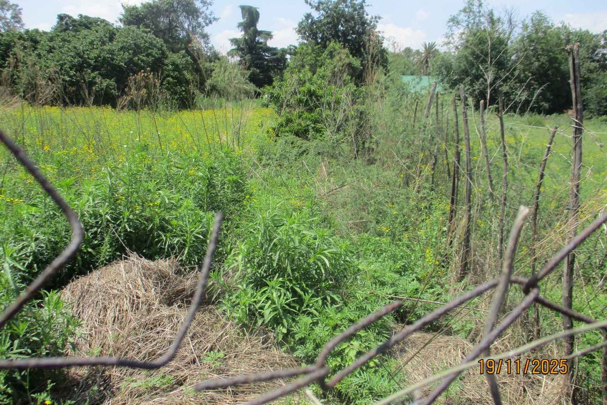 A view of an overgrown vacant residential plot featuring dense vegetation and damaged wire mesh fencing.