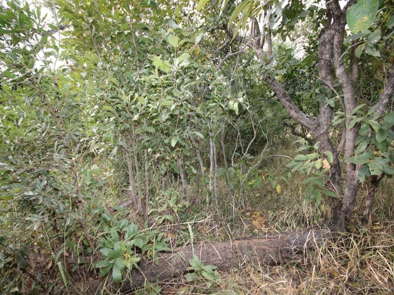 Vacant Land in MODITLO NATURE RESERVE - Photo 7