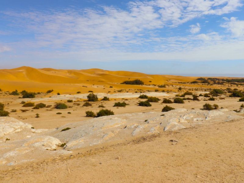 A scenic view of an expansive desert landscape featuring rolling sand dunes and native scrub vegetation under a clear blue sky.