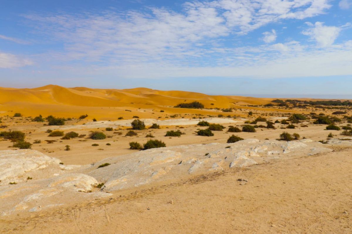 A scenic view of an expansive desert landscape featuring rolling sand dunes and native scrub vegetation under a clear blue sky.