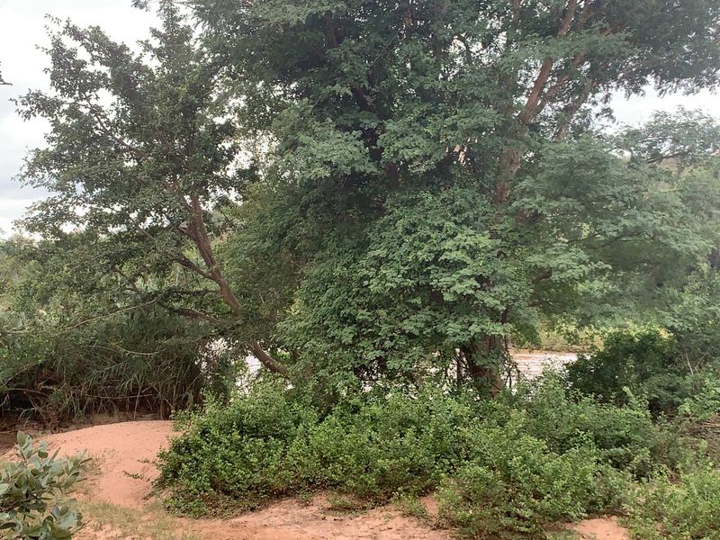 **Commercial Property on the Banks of the Olifants River for sale** - Photo 4