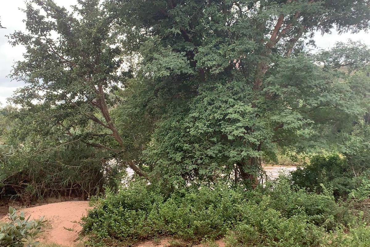 **Commercial Property on the Banks of the Olifants River for sale** - Photo 4