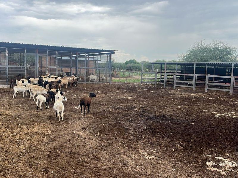 Agricultural Farm for Sale - Grootfontein Region - Photo 6