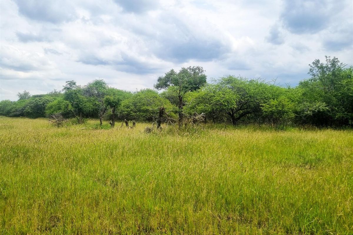 Well-Located, Riverfront Stand in Moditlo Wildlife Estate - Photo 4