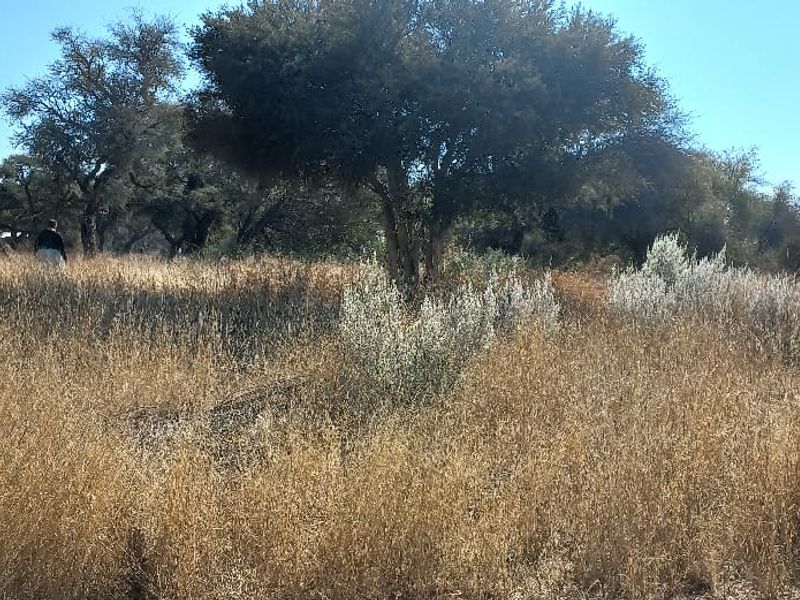 A view of a vacant residential plot featuring mature trees and natural dry grass vegetation.
