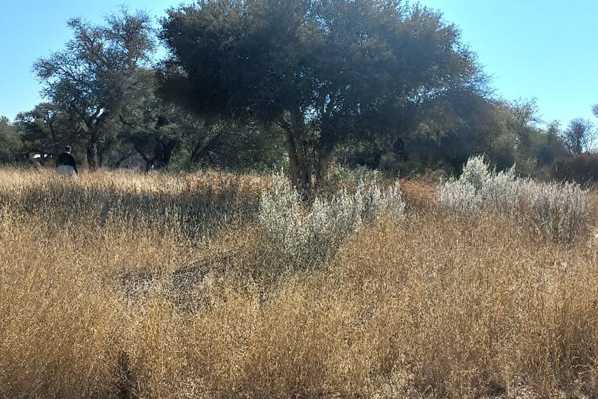 A view of a vacant residential plot featuring mature trees and natural dry grass vegetation.