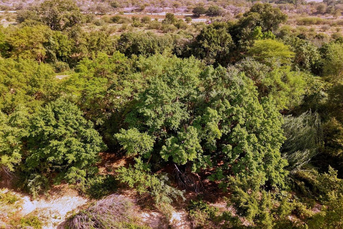 An aerial view of a vacant residential plot featuring dense mature trees and natural vegetation.