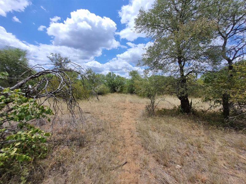 A view of a vacant residential plot featuring natural vegetation, native trees, and a dirt path under a bright, cloudy sky.