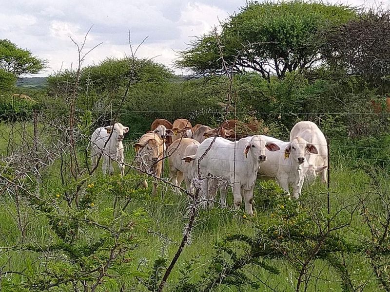 OFFERS WELCOME! Cattle Farm & Nature Retreat Rolled into One Rare Opportunity! - Photo 2