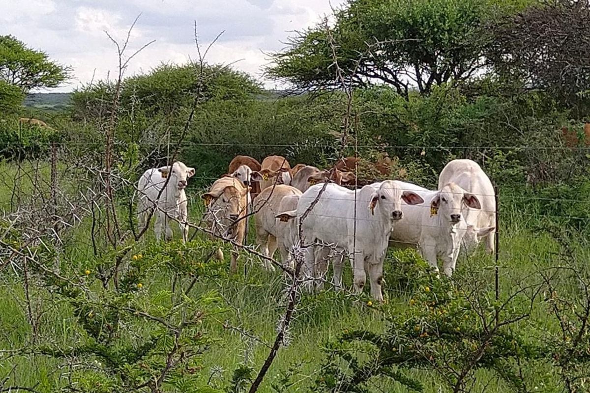 OFFERS WELCOME! Cattle Farm & Nature Retreat Rolled into One Rare Opportunity! - Photo 2