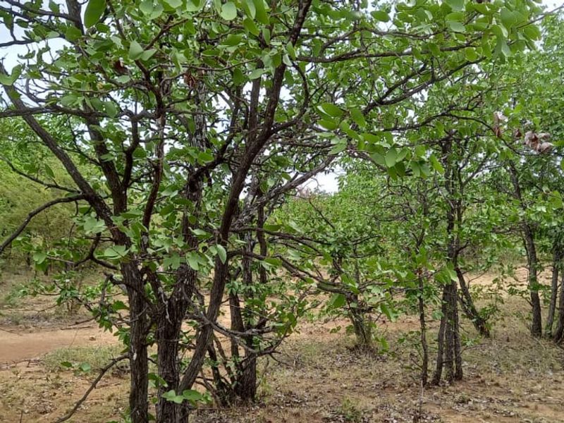 Undeveloped Vacant Land For Sale in Musina. - Photo 2