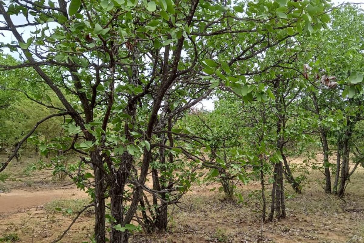 Undeveloped Vacant Land For Sale in Musina. - Photo 2