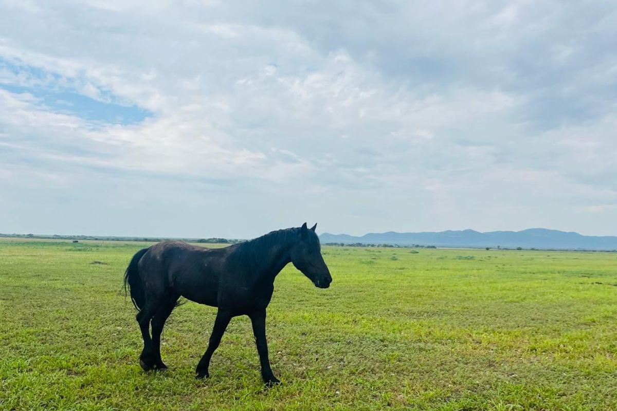 Agricultural Farm for Sale - Grootfontein Region - Photo 2