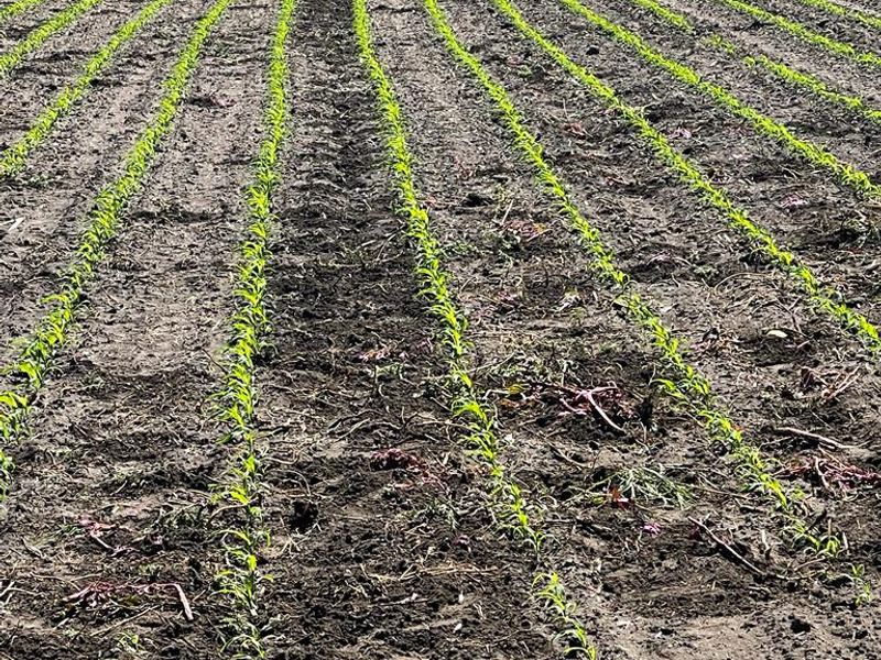 Exceptional Agricultural Estate with Off-Grid Solar Plant and All-Inclusive Goods - Photo 5