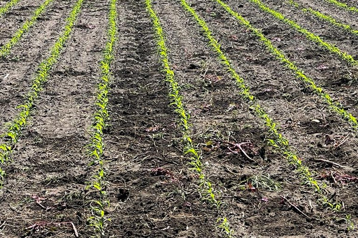 Exceptional Agricultural Estate with Off-Grid Solar Plant and All-Inclusive Goods - Photo 5