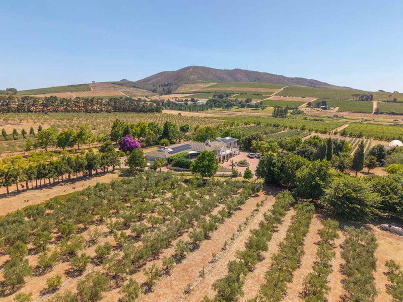 Life-style Olive Farm With Established Operations and Quality Infrastructure - Photo 7