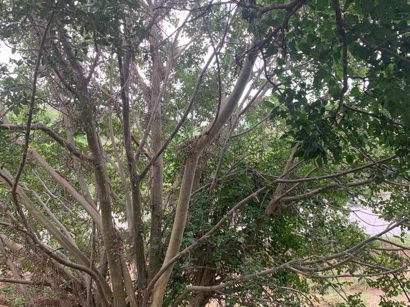 **Commercial Property on the Banks of the Olifants River for sale** - Photo 8